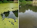 Pond Before and After with Lanthanum Chloride