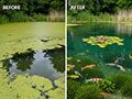 Pond Before and After with Lanthanum Chloride