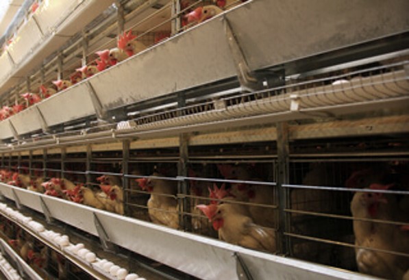 Poultry Wastewater Treatment